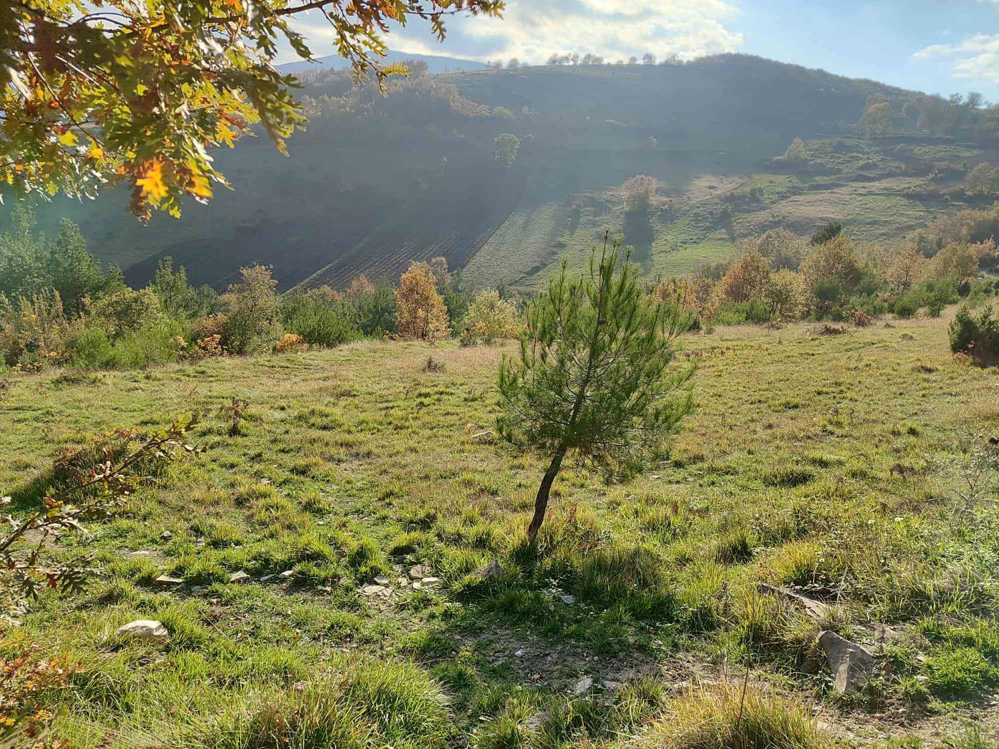 KUZEY RÜŞTÜ ERDAYANDI SARIIŞIKTA SATILIK TARLA