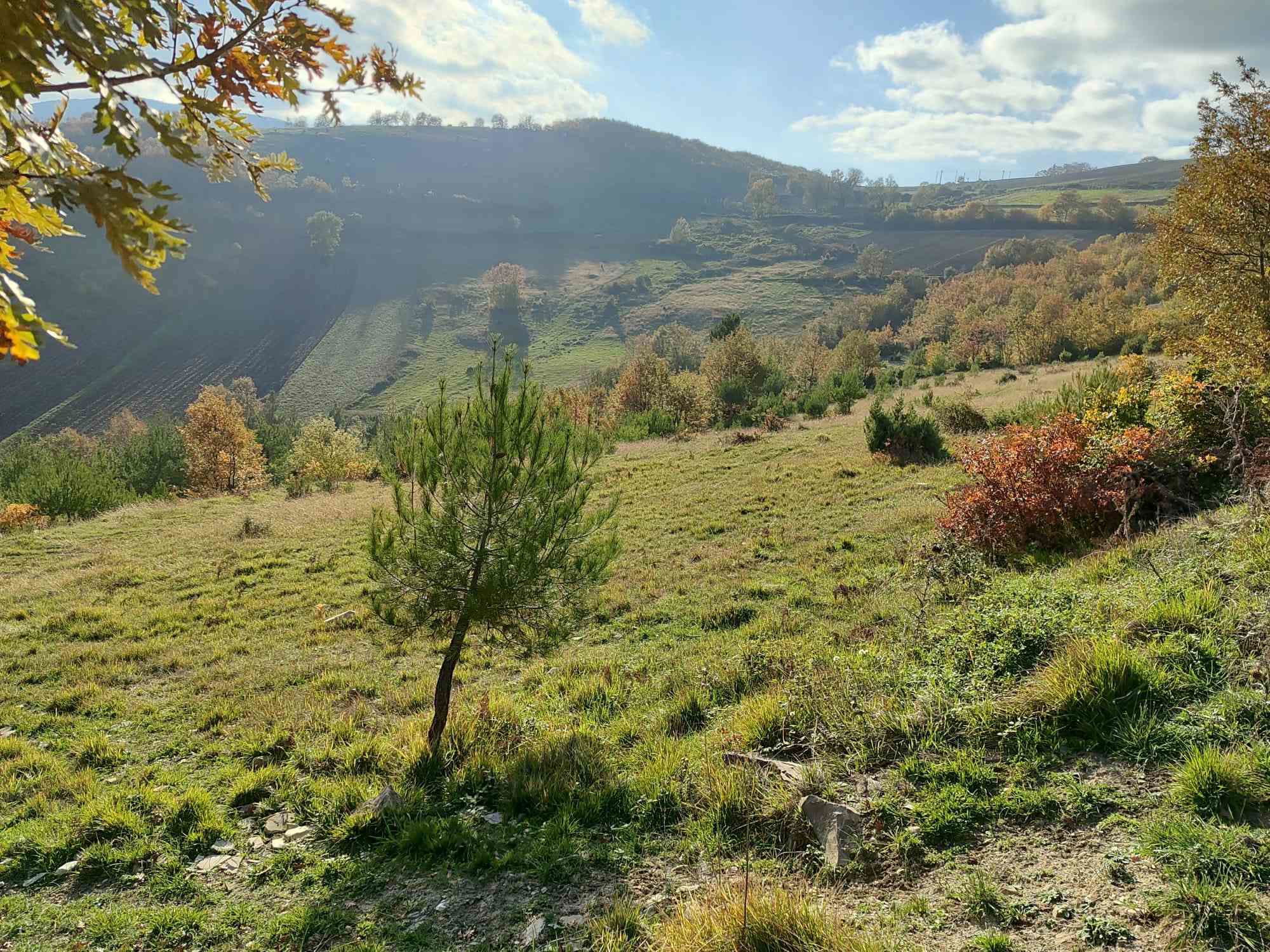 KUZEY RÜŞTÜ ERDAYANDI SARIIŞIKTA SATILIK TARLA