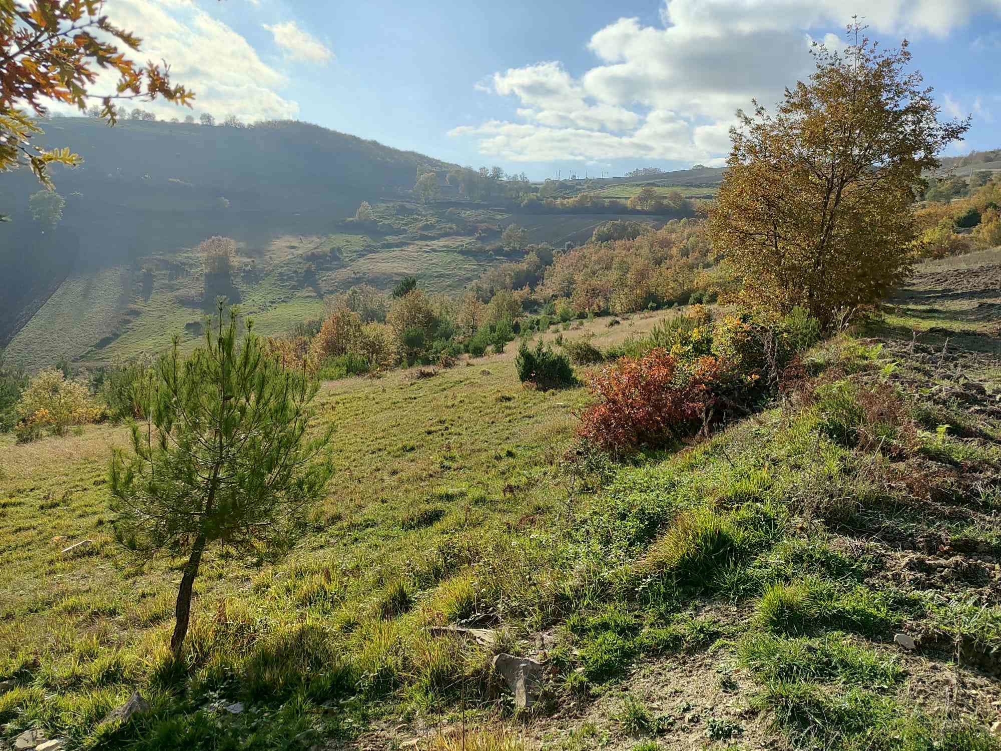 KUZEY RÜŞTÜ ERDAYANDI SARIIŞIKTA SATILIK TARLA