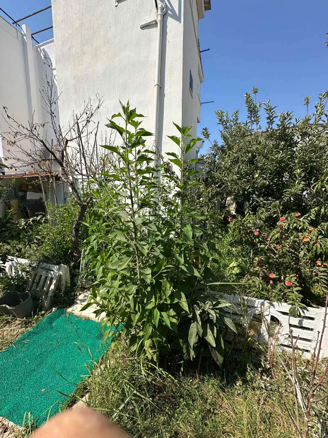 Property image 22