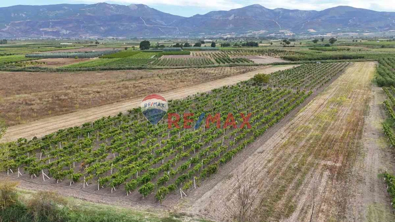 REMAX MAVİ'DEN PAMUKOVA'DA, YOLU BULUNAN, 12.440 M², TELLİ BAĞ