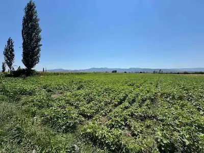 BURHANİYE ÇORUK’TA İZMİR YOLU’NA 500MTR  SATILIK MÜSTAKİL PARSEL TARLA