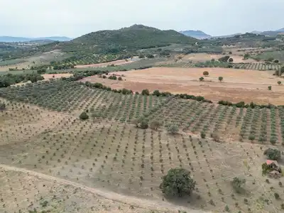 BERGAMA YUKARIKIRIKLARDA 570ADET TRİLYE ZEYTİN AĞAÇLI ZEYTİNLİK