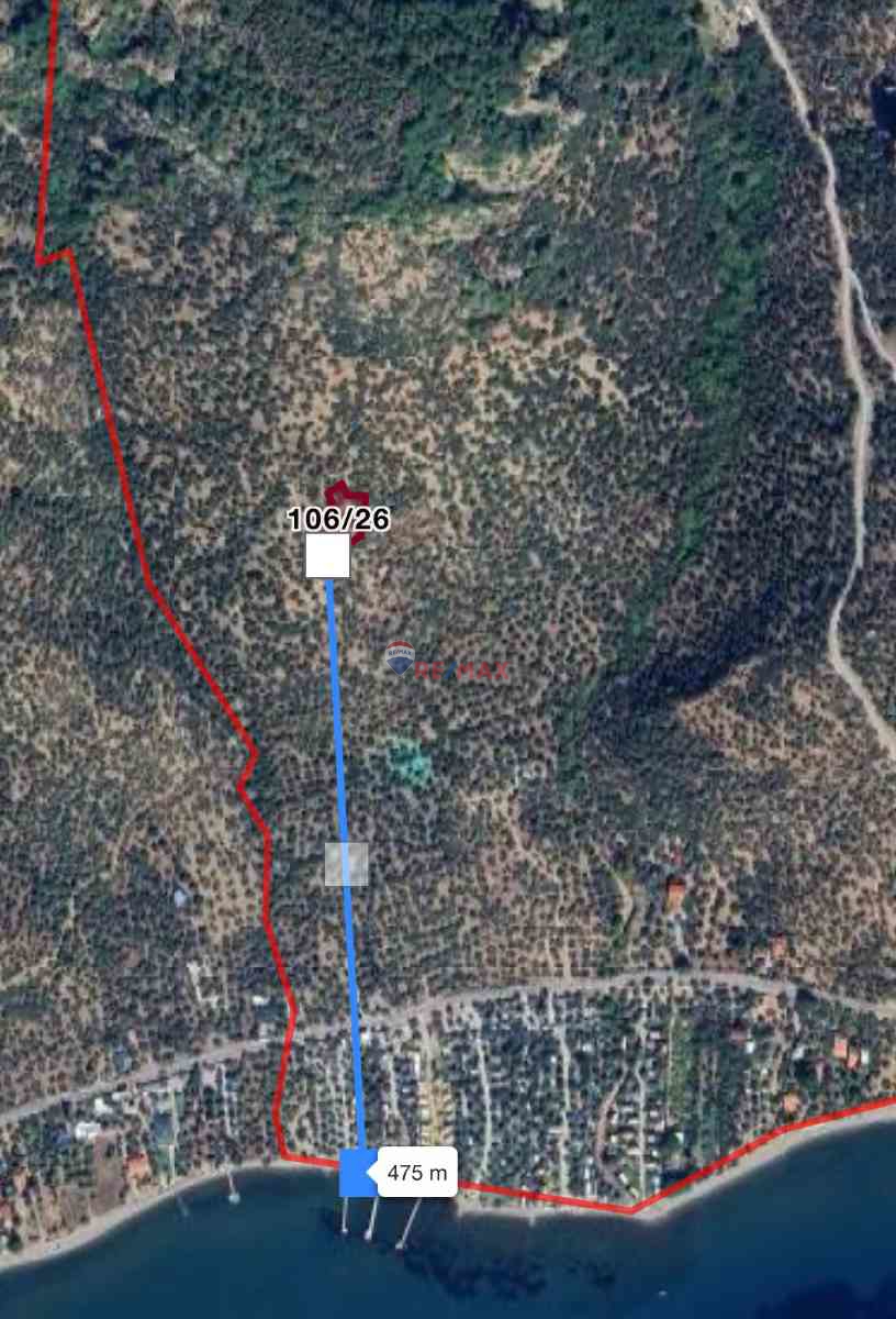 ARIKLI KÖYÜ’NDE UYGUN FİYATA SATILIK YATIRIMLIK ZEYTİNLİK FIRSATI!