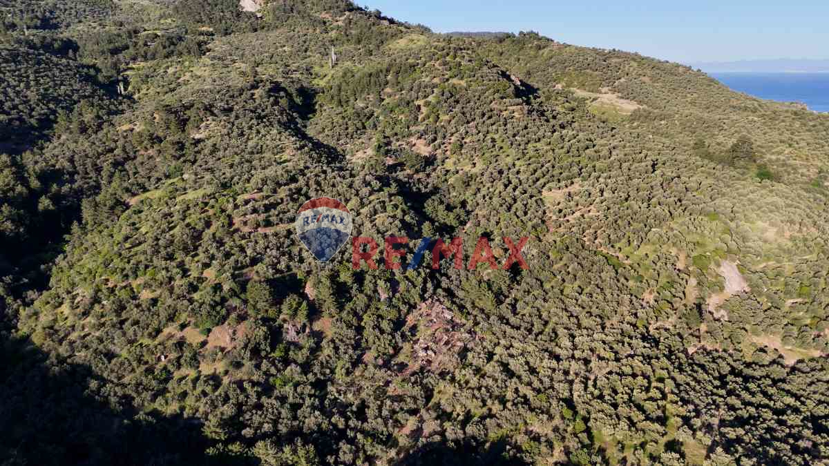 ARIKLI KÖYÜ’NDE UYGUN FİYATA SATILIK YATIRIMLIK ZEYTİNLİK FIRSATI!