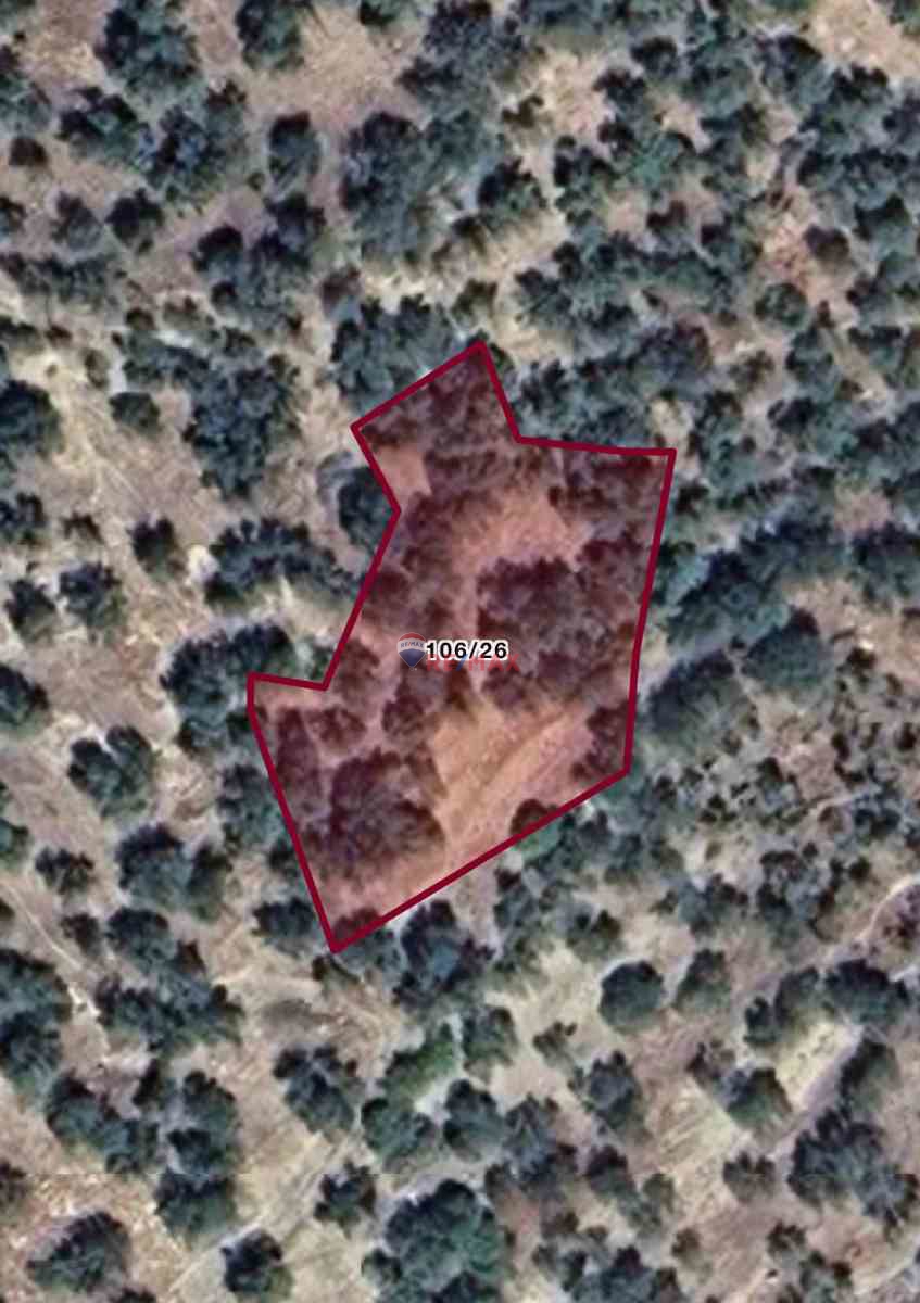 ARIKLI KÖYÜ’NDE UYGUN FİYATA SATILIK YATIRIMLIK ZEYTİNLİK FIRSATI!