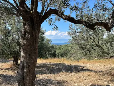 AYVALIK SAKARYA MAHALLESI’NDE DENIZ MANZARALI VE BAKIMLI SATILIK ZEYTINLIK