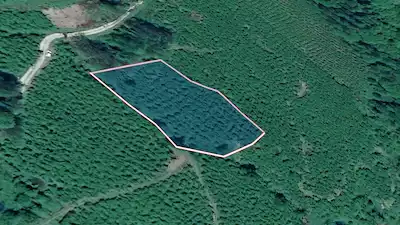 ALTINORDU BAHARIYE'DE 3.939 M² ACIL SATILIK ÇAKILDAK FINDIK BAHÇESI