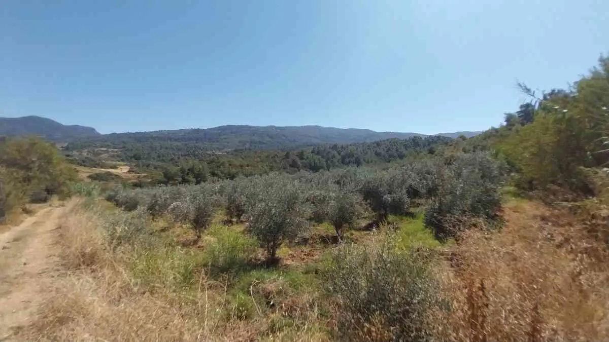 Property image 23
