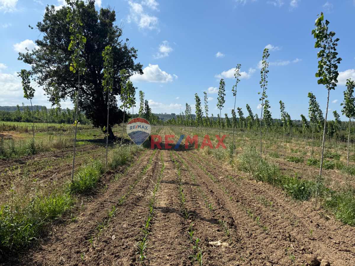 REMAX ŞAHİNDEN ÇARŞAMBA PORSUK MAHALLESİNDE FIRSAT 2.274 M2 TARLA