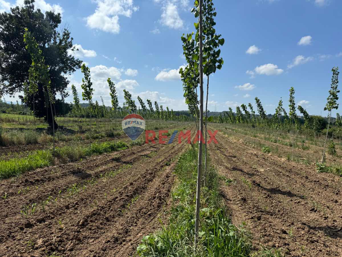 REMAX ŞAHİNDEN ÇARŞAMBA PORSUK MAHALLESİNDE FIRSAT 2.274 M2 TARLA