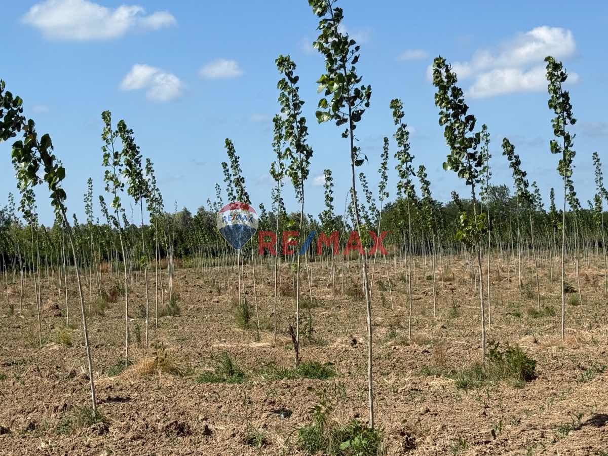 REMAX ŞAHİNDEN ÇARŞAMBA PORSUK MAHALLESİNDE FIRSAT 2.274 M2 TARLA