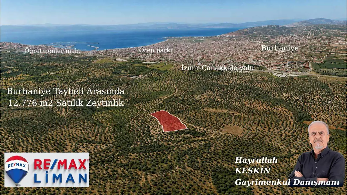 BURHANİYE TAYLIELİ ARASINDA MERKEZE YAKIN SATILIK ZEYTİNLİK