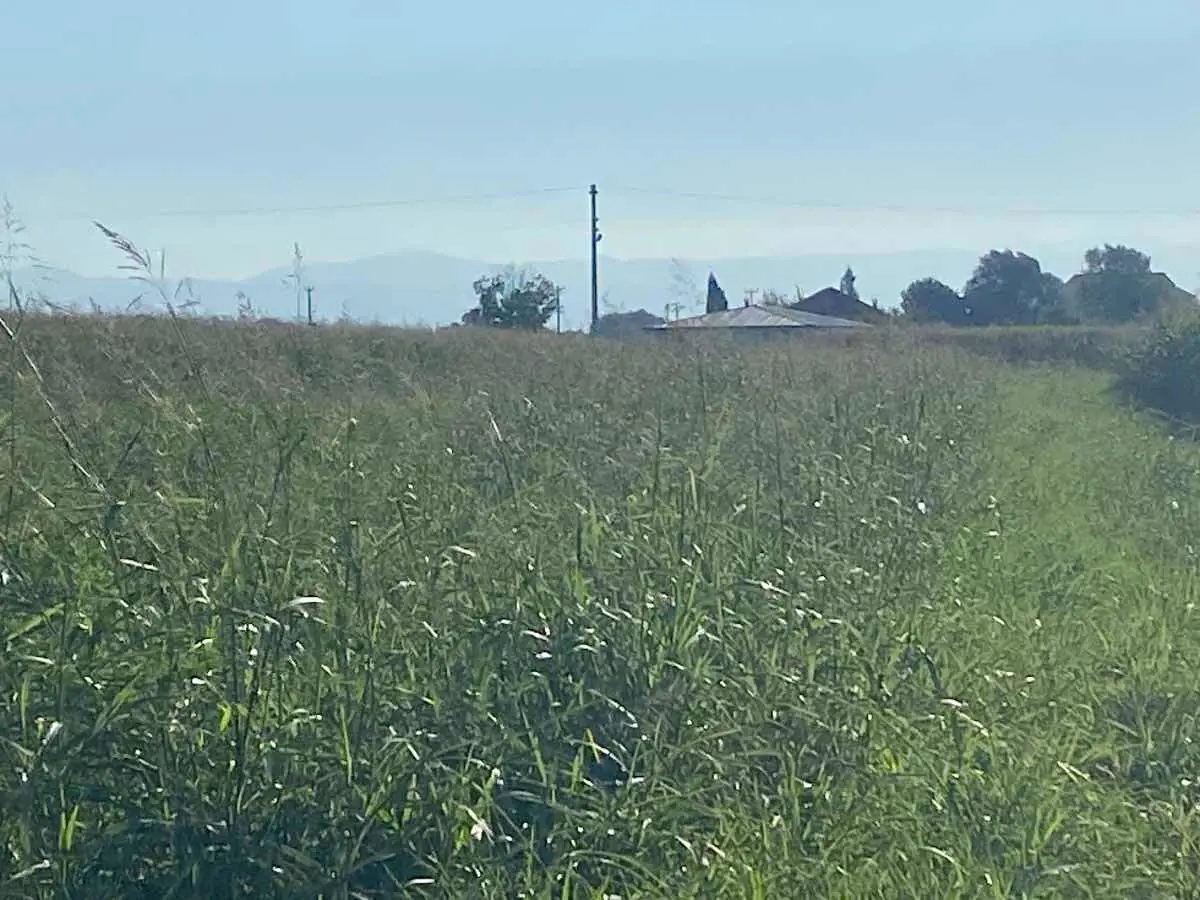 AKYAZI SUKENARINDA ADAPAZARINA 15 KM 5.040 M² VERİMLİ TARLA