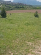 BİLECİK GÖLPAZARI ARICAKLAR KÖYÜNDE SATILIK 1446 M2 TARLA