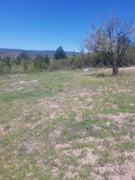 BİLECİK GÖLPAZARI ARICAKLAR KÖYÜNDE SATILIK 1446 M2 TARLA