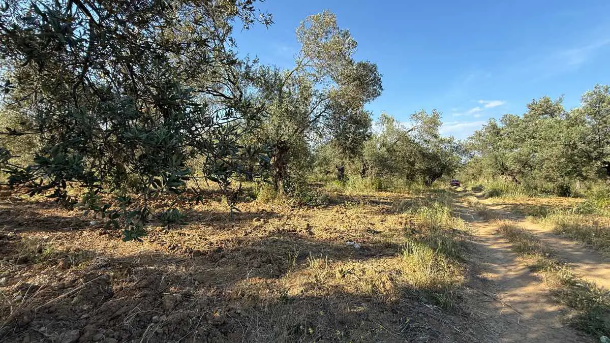 Property image 11