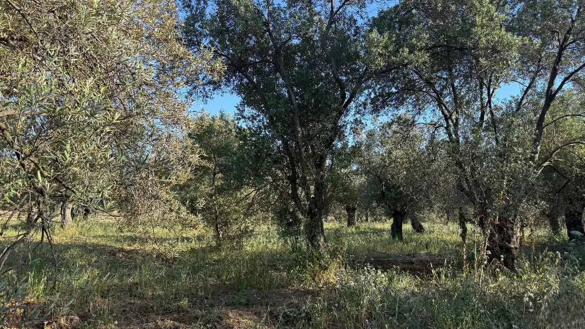 Property image 8