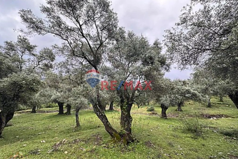 MİLAS ÇOMAKDAĞ KIZILAĞAÇ'TA 7.167 M2 SATILIK ZEYTİNLİK