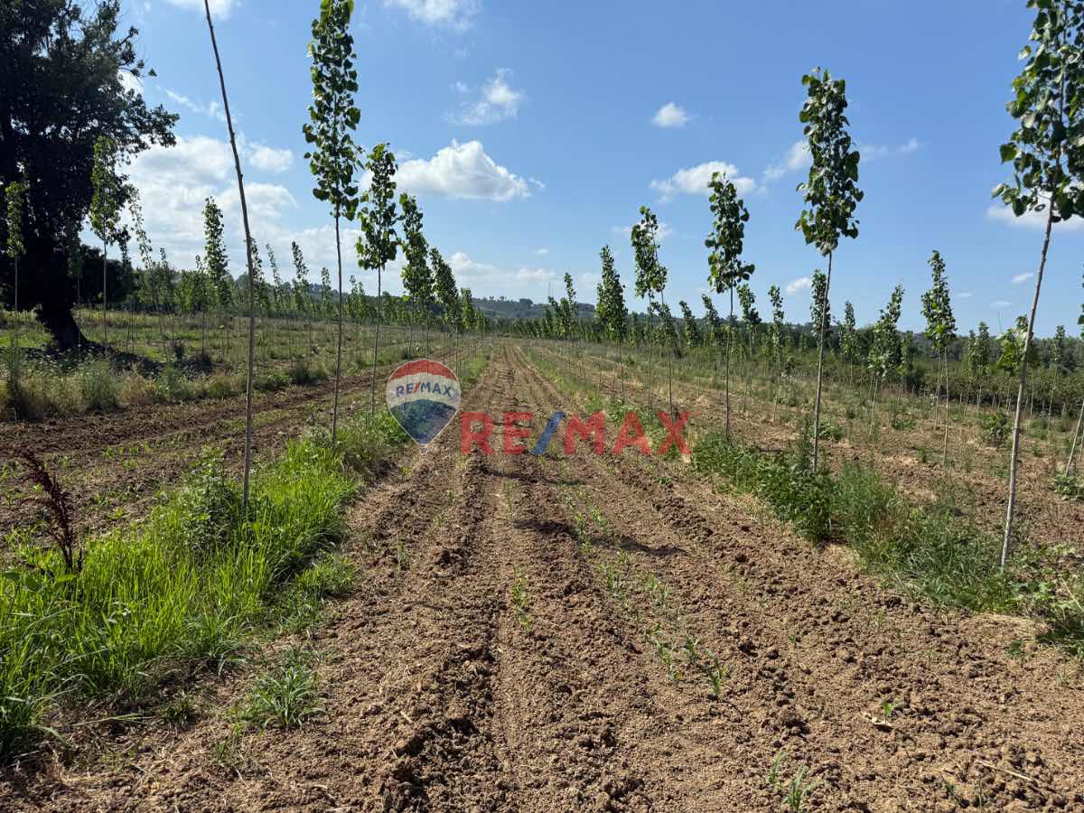 REMAX ŞAHİNDEN ÇARŞAMBA PORSUK MAHALLESİNDE 13.148 M2 TARLA