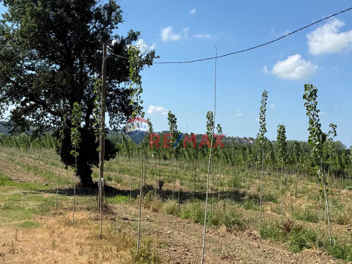 REMAX ŞAHİNDEN ÇARŞAMBA PORSUK MAHALLESİNDE 13.148 M2 TARLA