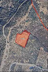 BERGAMA SARICALAR MAHALLESİNDE 8.579 M² ZEYTİNLİK TARLA!