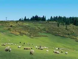ELAZIĞ MERKEZ İLÇE MALTACIK KÖYÜ HAYVANCILIK YAPMAYA UYGUN SATILIK TARLA