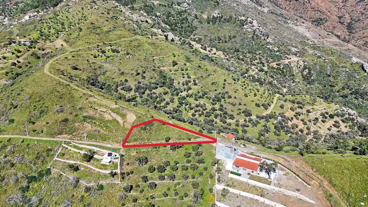 DATÇA MESUDİYE'DE DENİZ MANZARALI FIRSAT ZEYTİNLİK 