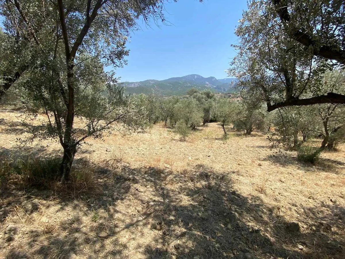 İZMİR BORNOVA GÖKDERE MAHALLESİ'NDE SATILIK 8.765 M² VERİMLİ ZEYTİNLİK