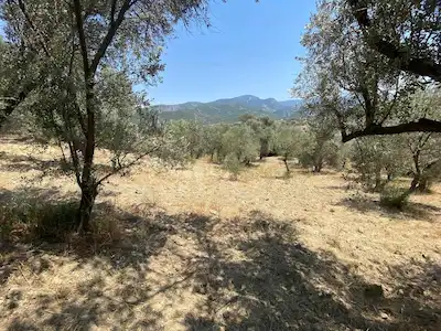 İZMİR BORNOVA GÖKDERE MAHALLESİ'NDE SATILIK 8.765 M² VERİMLİ ZEYTİNLİK