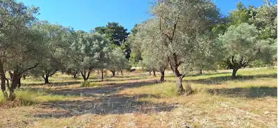 ÖZBEK'TE MERKEZE YAKIN GENİŞ VERİMLİ 7.775M2 ZEYTİNLİK