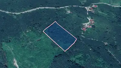 FATSA KAVRAZ MAHALLESİ’NDE 7.407 M² VERİMLİ FINDIK BAHÇESİ