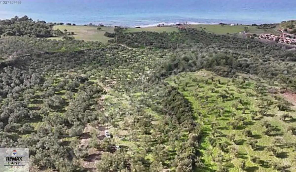 ÇANAKKALE AYVACIK GÜLPINAR'DA DENİZE 300METRE MESAFEDE ZEYTİNLİK