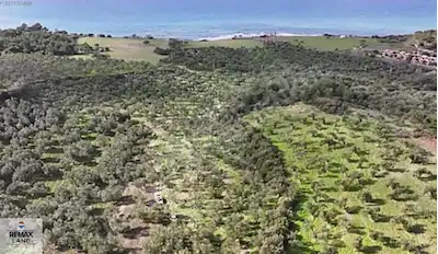 ÇANAKKALE AYVACIK GÜLPINAR'DA DENİZE 300METRE MESAFEDE ZEYTİNLİK