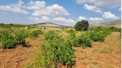BEKİLLİDE ASFALT YOLA CEPHE SATILIK 6.203 M2 ÜZÜM BAĞI