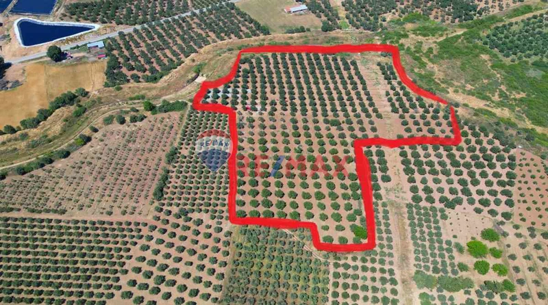 REMAX AYFER SEVER'DEN BALIKESİR GÖMEÇ SATILIK ZEYTİNLİK