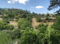 BERGAMA AVUNDURUK KÖYÜ ZEYTİNLİ TARLA