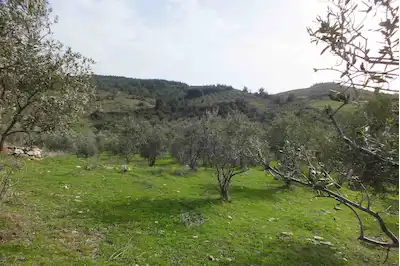 AKHISAR HASKÖYDE YOLA CEPHELI 28000 M² SATILIK ZEYTINLIK 