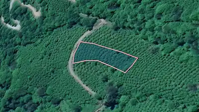 ALTINORDU BAHARIYE'DE 2.410 M² FIRSAT FIYATLI ÇAKILDAK FINDIK BAHÇESI