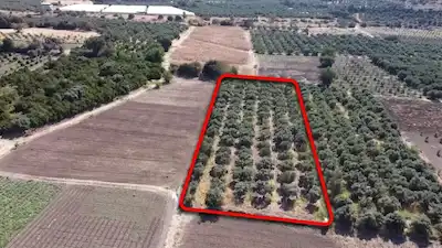MENEMEN GÖRECE MAH ZEYTİNLİ TARLA FIRSAT !!!