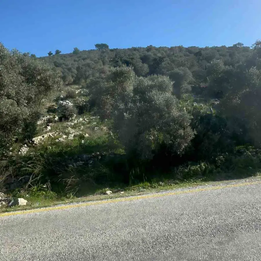 MUĞLA MİLAS KARAKUYU 14.506 M2 ANAYOLA CEPHE SATILIK ZEYTİNLİK