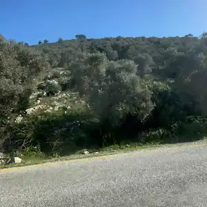 MUĞLA MİLAS KARAKUYU 14.506 M2 ANAYOLA CEPHE SATILIK ZEYTİNLİK