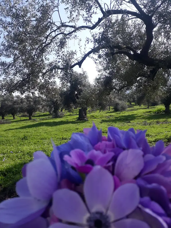 MUĞLA MİLAS’TA , 4,5 DÖNÜM ZEYTİNLİK