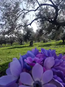 MUĞLA MİLAS’TA , 4,5 DÖNÜM ZEYTİNLİK
