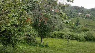 REMAX7TEPEDEN RİZE ARDEŞEN YENİYOLDA SATILIK YATIRIMLIK ARAZI