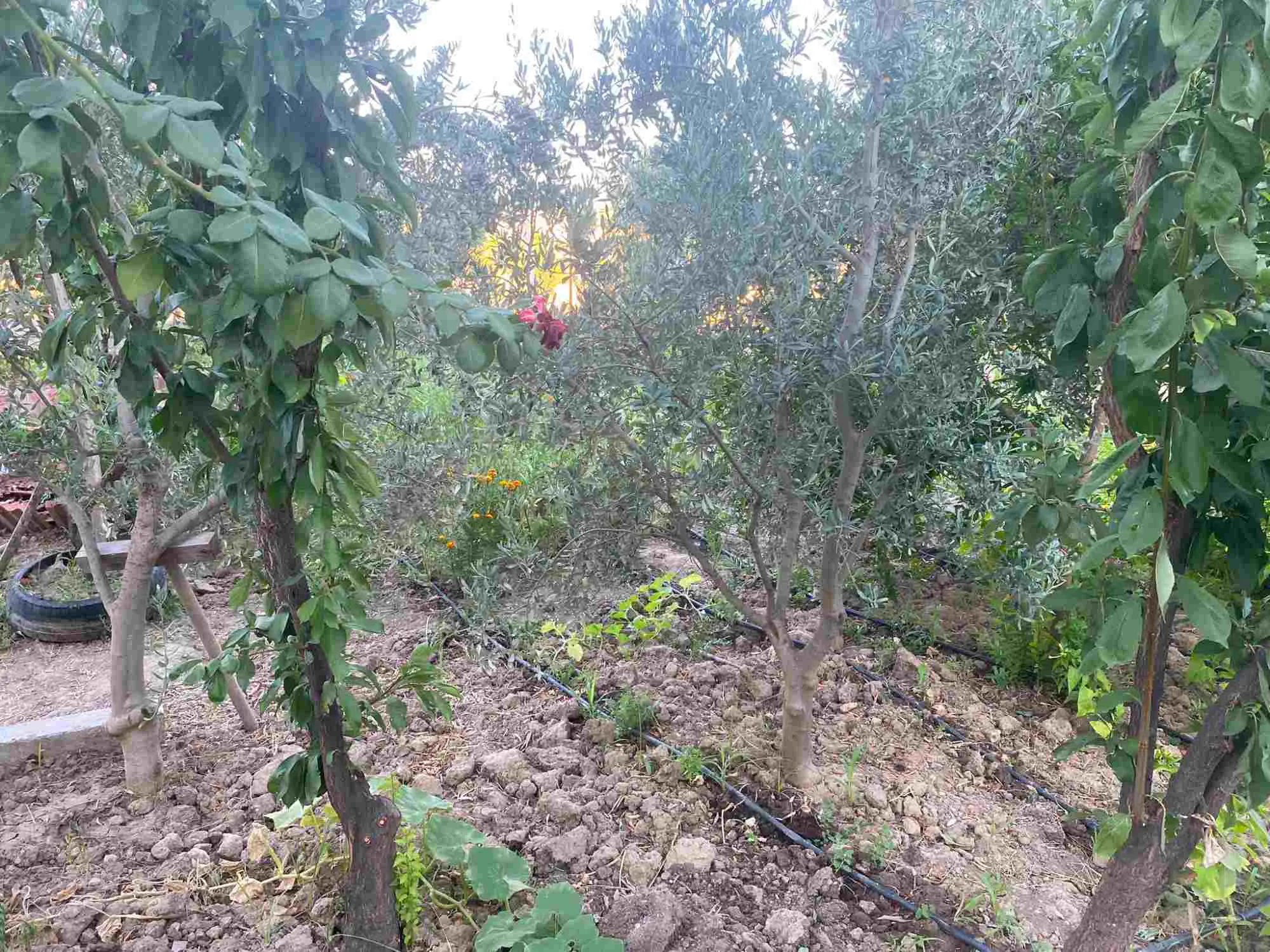 Property image 18