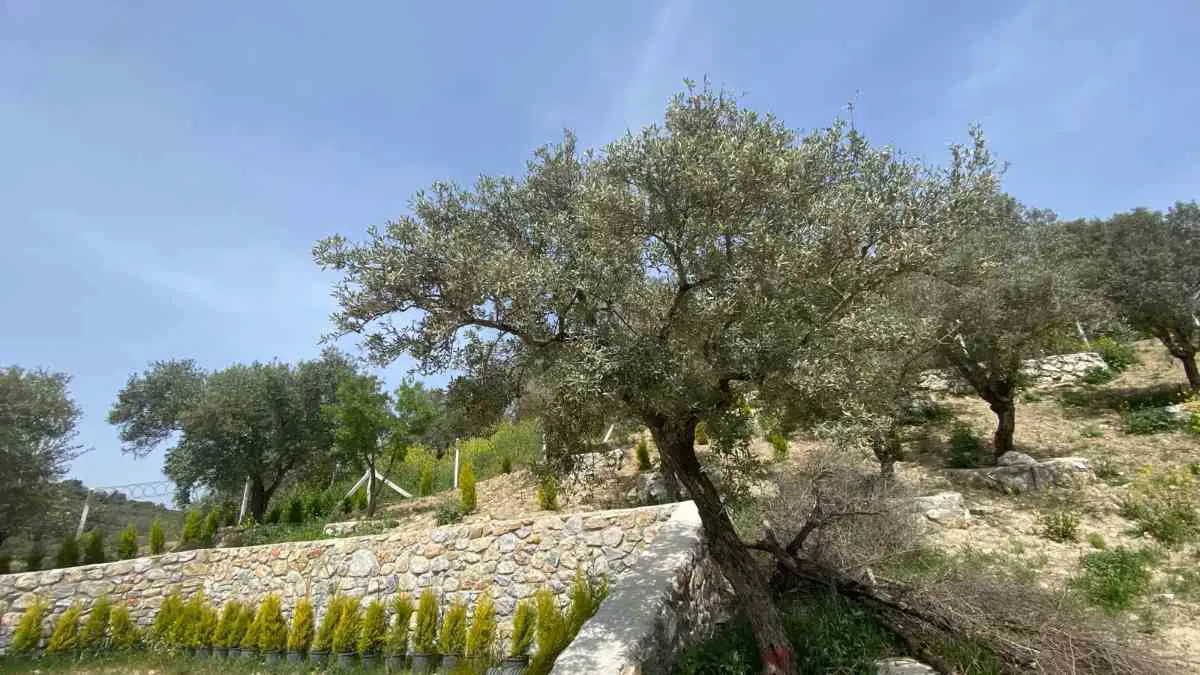 Property image 16
