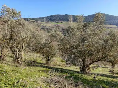 REMAX HÜR'DEN GEYVE AKINCI KÖYÜNDE SATILIK 3.949 M2 BAĞ