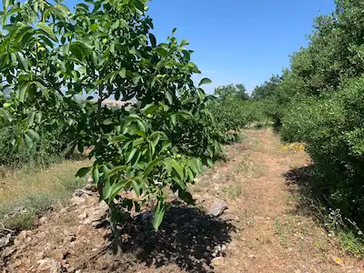 BALIKESİR - MANYAS HACIYAKUPLU KÖYÜNDE TAHSİSLİ DEVREN ARSA