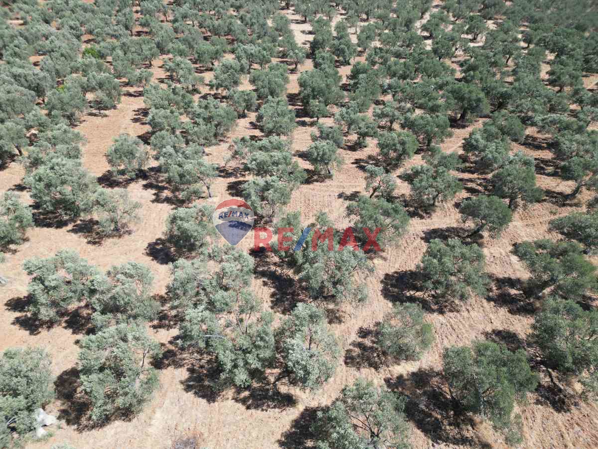BURHANIYE PELITKÖY MAHALLESINDE 18 DÖNÜM SATILIK ZEYTINLIK